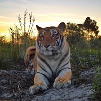 Stanford - Panthera Africa Big Cat Sanctuary - Arabella the Tiger